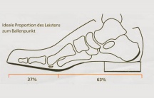 Ideale Proportion des Leistens